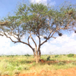 acacia tree C.C. Monö